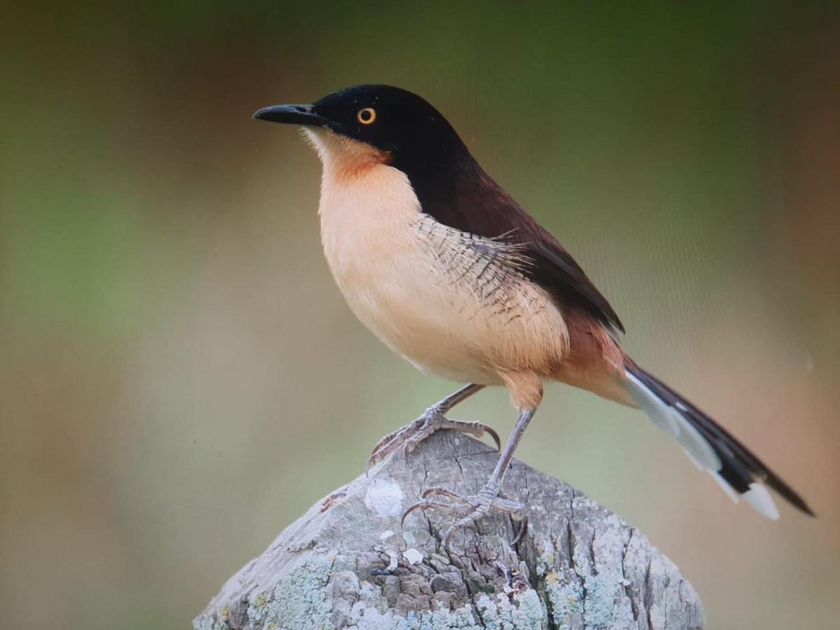 Posada Del Angu ปูแอร์โตอีกวาซู ภายนอก รูปภาพ